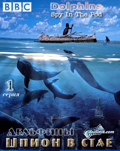 delfiny-shpion-v-stae-1-seriya_469